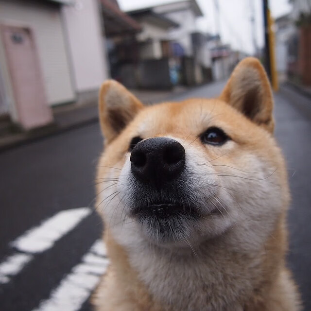 意大利网球选手在混合双打中获得银牌，意大利网球男选手