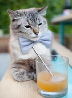 令人惊叹的“空中霸主”——头球王的巅峰表现,头球之王